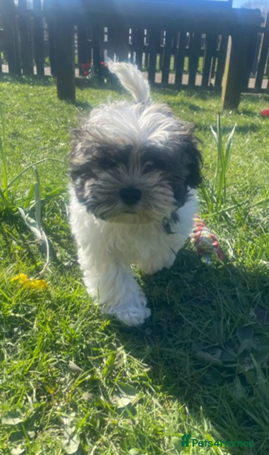 Shih Tzu dogs for sale: Shitzu  - Advert 1