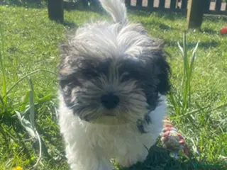 Shih Tzu dogs Shitzu - Advert 1