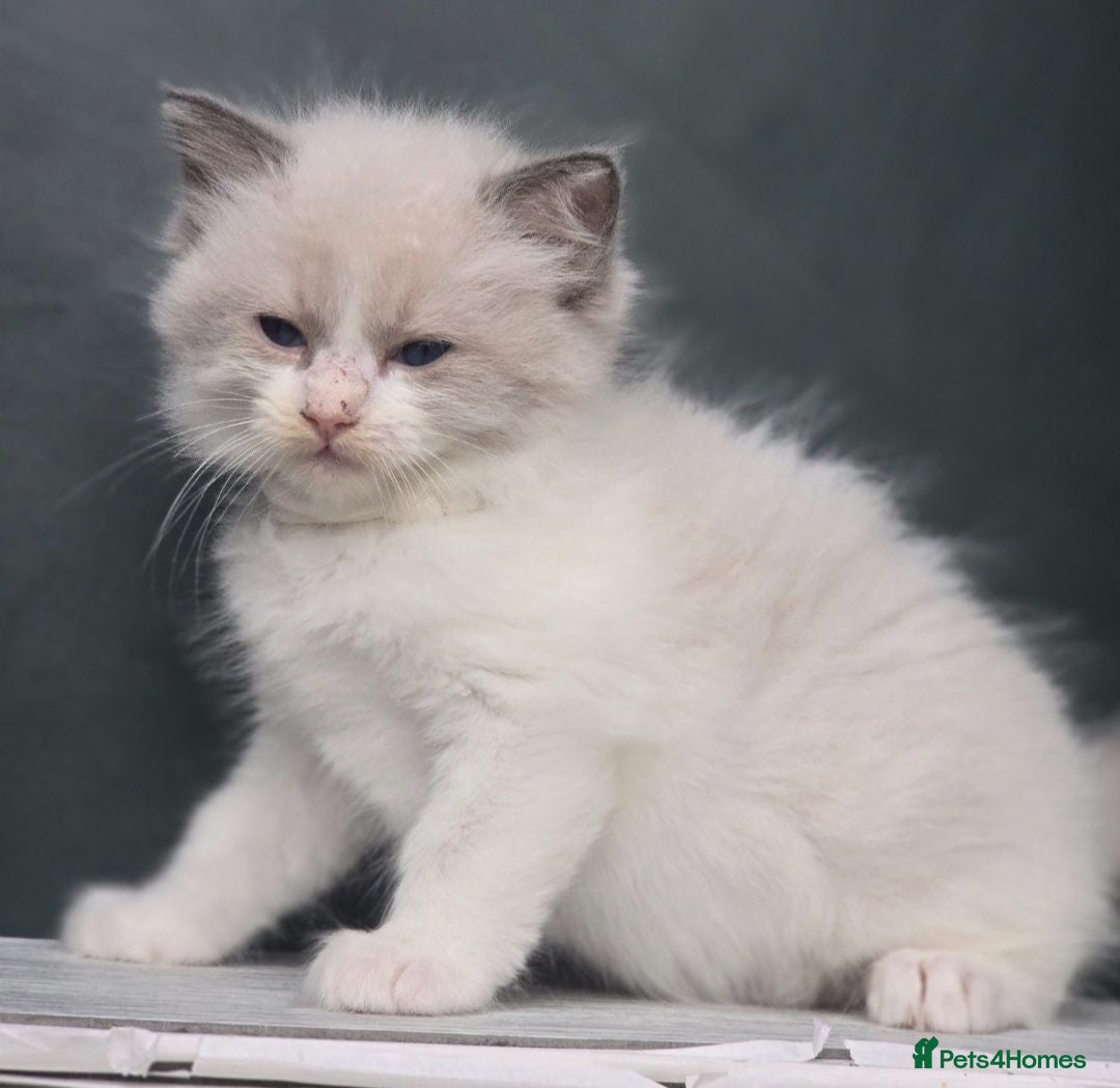 Ragdoll cats 💖🐾 Gorgeous TICA Ragdoll Kittens 🐾💖 - Advert 2