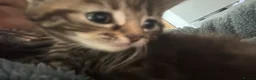 Mixed Breed cats for sale: female kitten for adoption in Thornton Heath - Advert 5