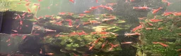 Shrimps fish for sale: Healthy Red Cherry Shrimp (Neocaridina)  - Advert 4