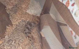 Snake reptiles for sale: Hognose snake  - Advert 4