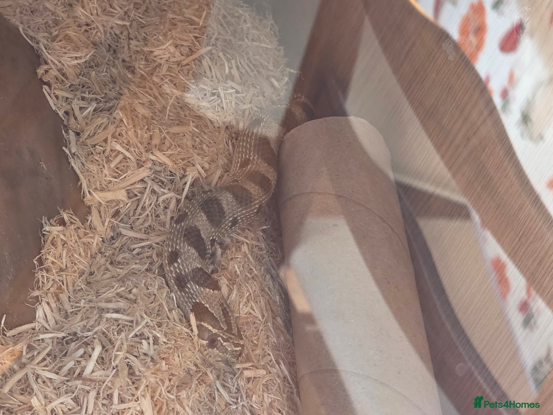 Snake reptiles for sale: Hognose snake  - Advert 4