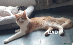 Maine Coon cats for sale: Maine Coon Kittens - Image 10