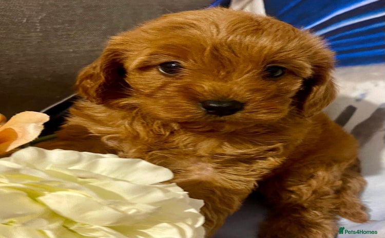 Cavapoo dogs - Advert 2