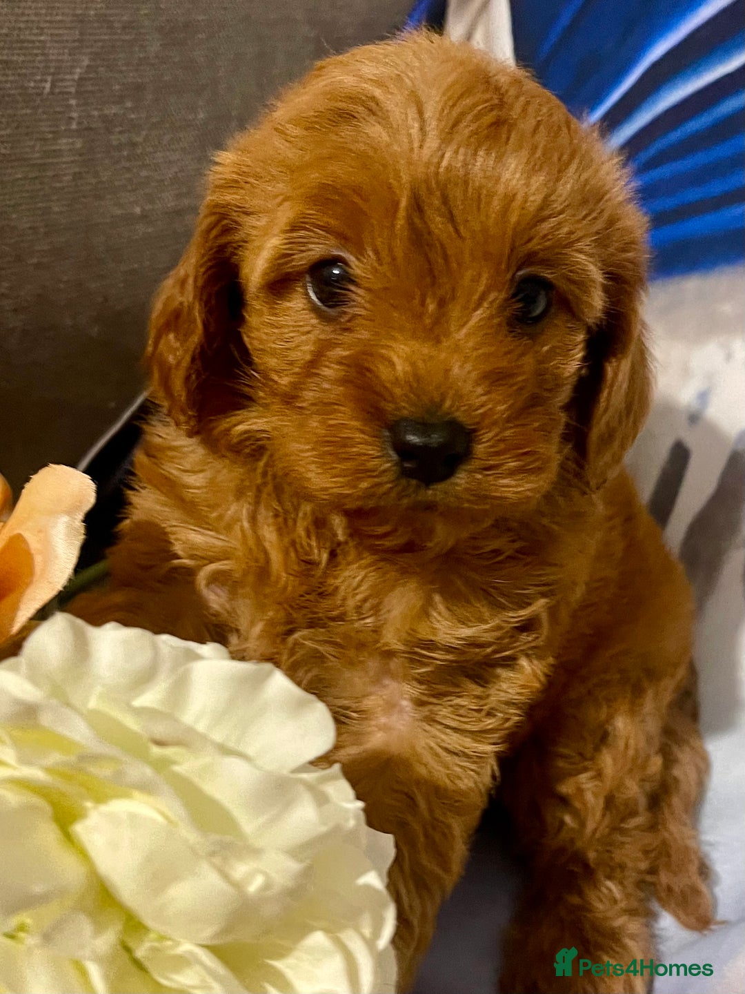 Cavapoo dogs for sale: Red cavapoo’s - Image 1