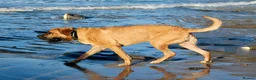 Mixed Breed dogs for sale: Bullmastiff x Rotweiller  - Advert 7