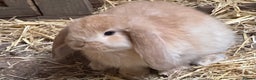 French Lop rabbits for sale: Gorgeous French lop bunnies - Advert 2