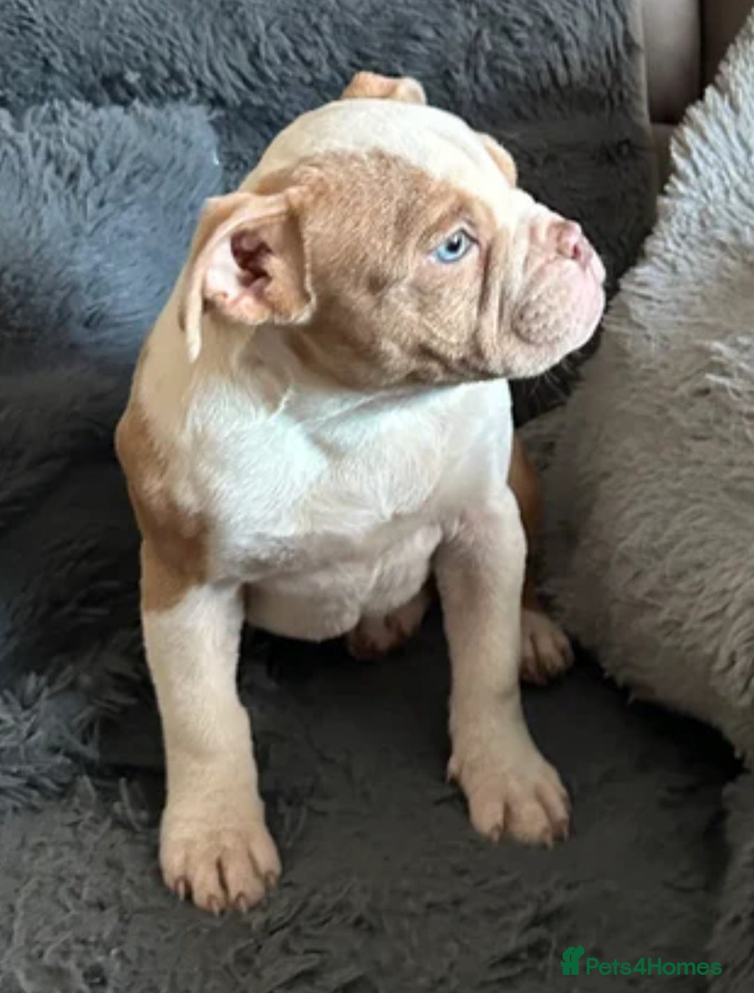 American Bully dogs for sale: Female Pocket Bully Puppy - Advert 7