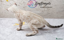Bengal cats for sale: Champion line Superb Bengal Kittens  - Image 6