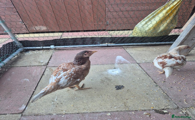 Chickens poultry for sale - Advert 1