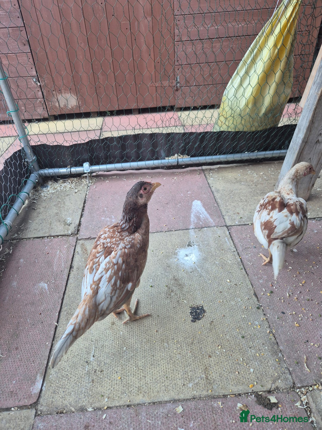 Chickens poultry for sale: Hint hen and 2 brazil chicks - Image 1