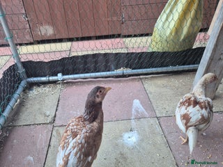 Chickens poultry - Advert 24