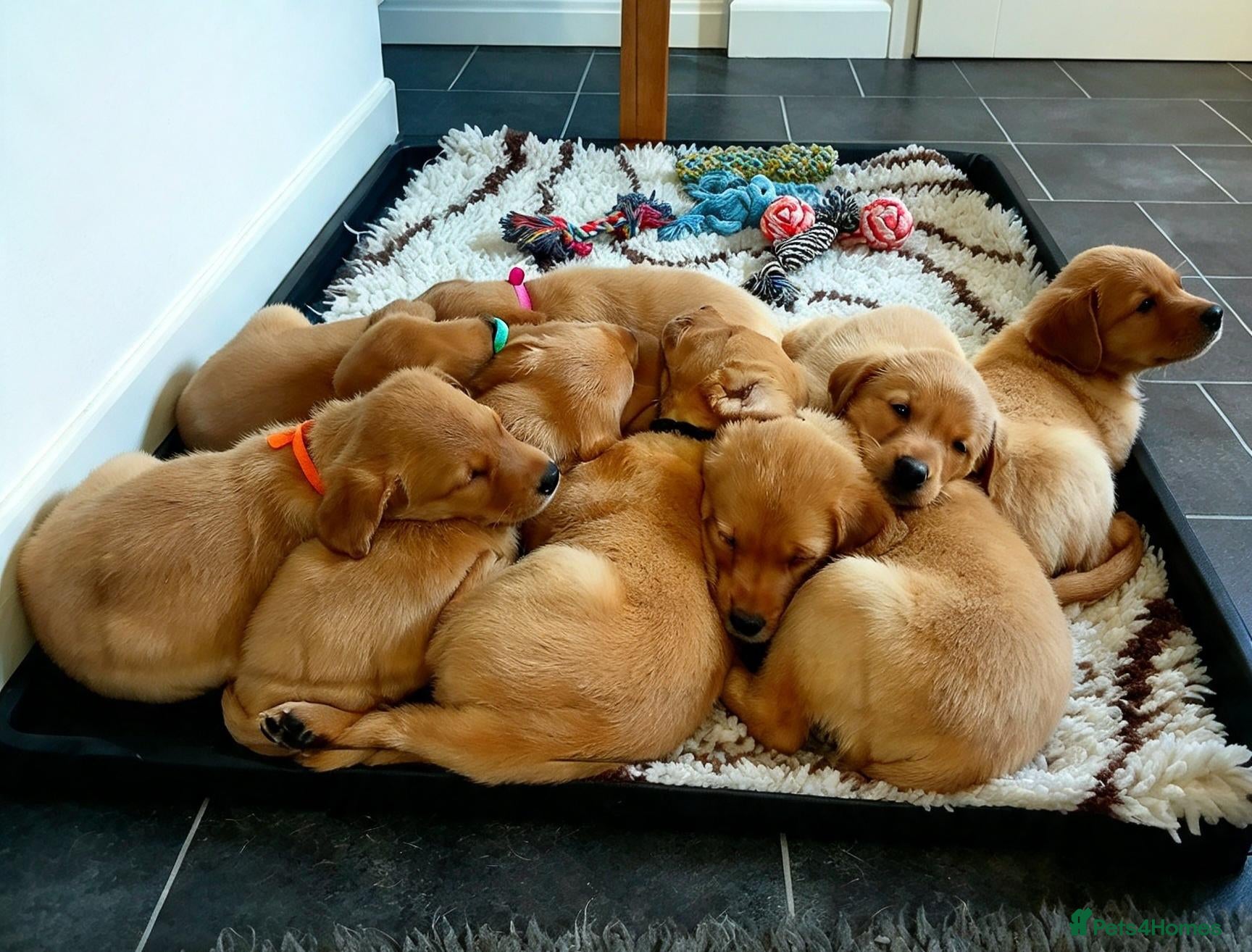 Labrador Retriever dogs Kc registered fully health tested puppies  - Advert 1