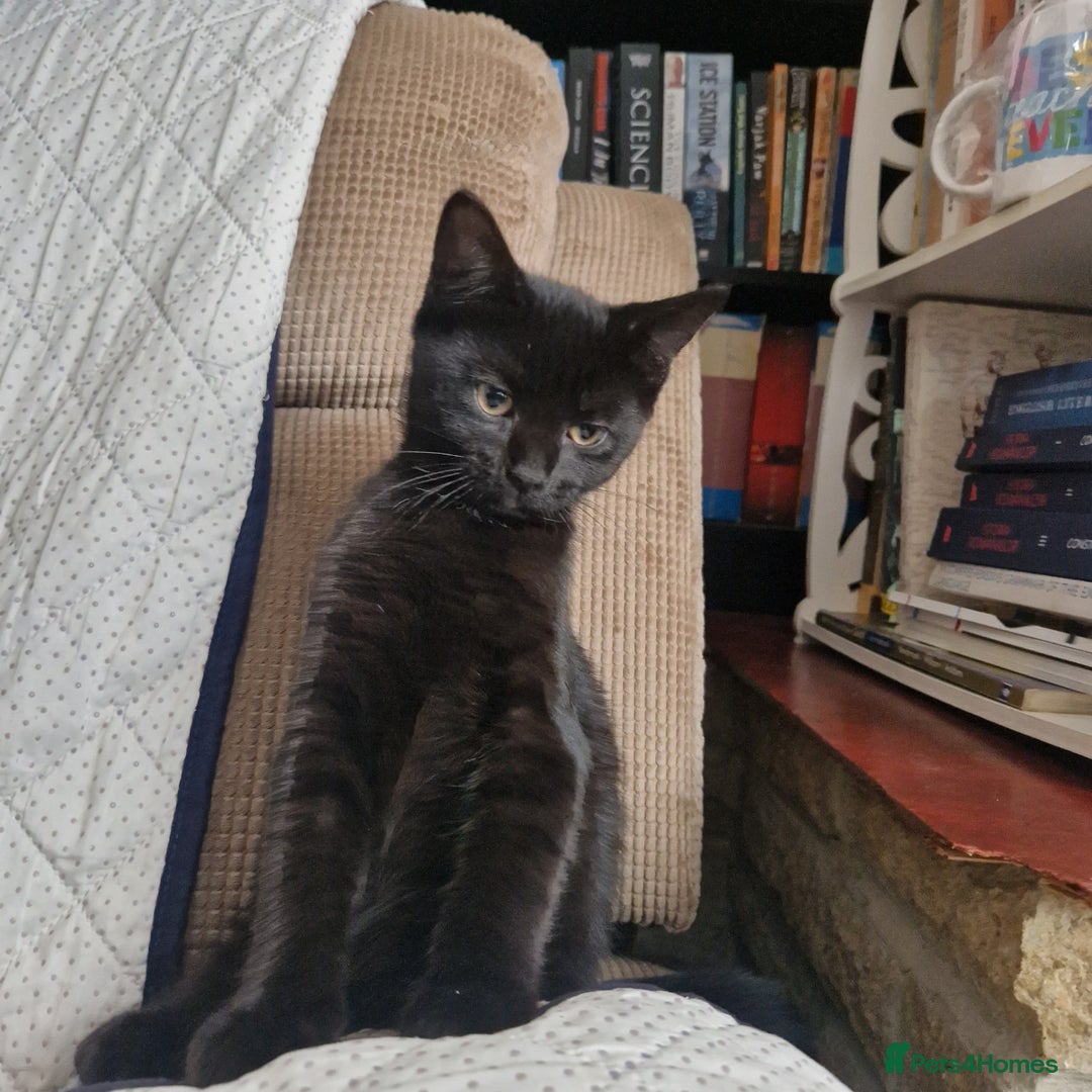 Bombay cats for sale: Friendly bombay for sale - Image 4