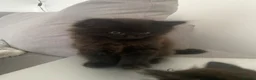 Mixed Breed cats for sale: 3 beautiful kittens for sale  in Southampton - Advert 7