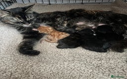Mixed Breed cats for sale: Kittens looking for forever home  - Image 4