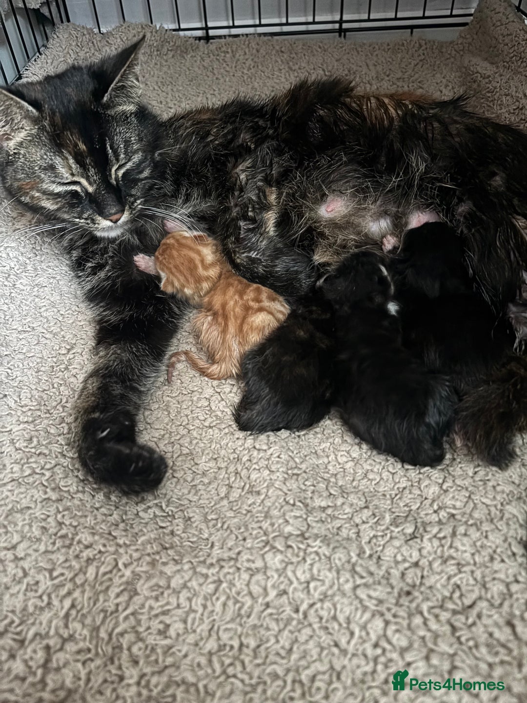 Mixed Breed cats for sale: Kittens looking for forever home  - Image 4