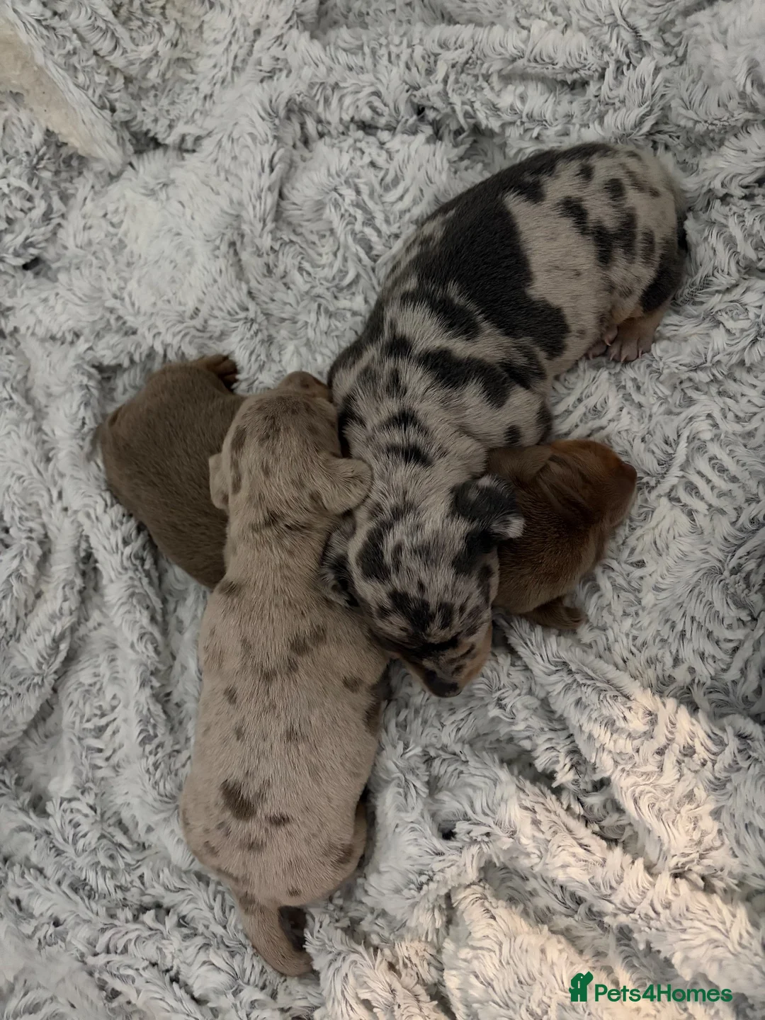 Miniature Dachshund dogs for sale: Beautiful miniature dachshund puppies  - Advert 17