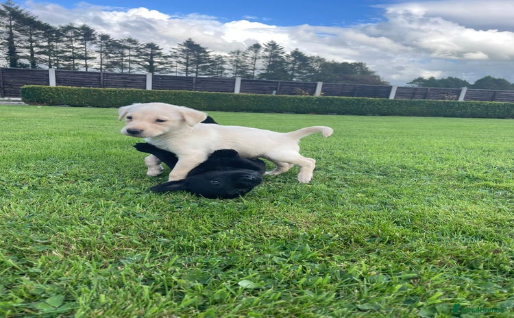 Labrador Retriever dogs - Advert 9