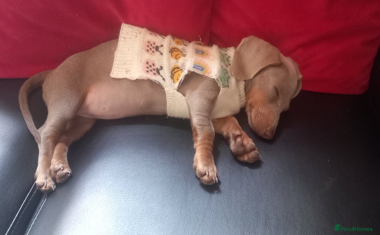 Miniature Dachshund dogs - Advert 4