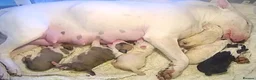 English Bull Terrier dogs for sale: KC REGISTERED ENGLISH BULL TERRIER PUPPIES  - Advert 2