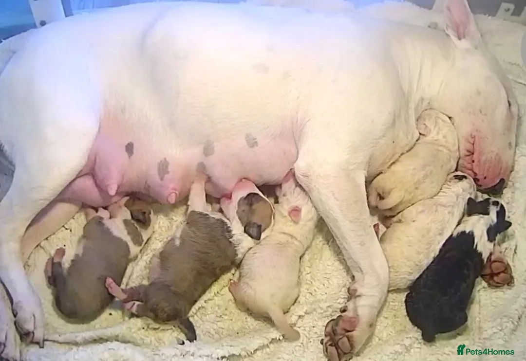 English Bull Terrier dogs for sale: KC REGISTERED ENGLISH BULL TERRIER PUPPIES  - Advert 2