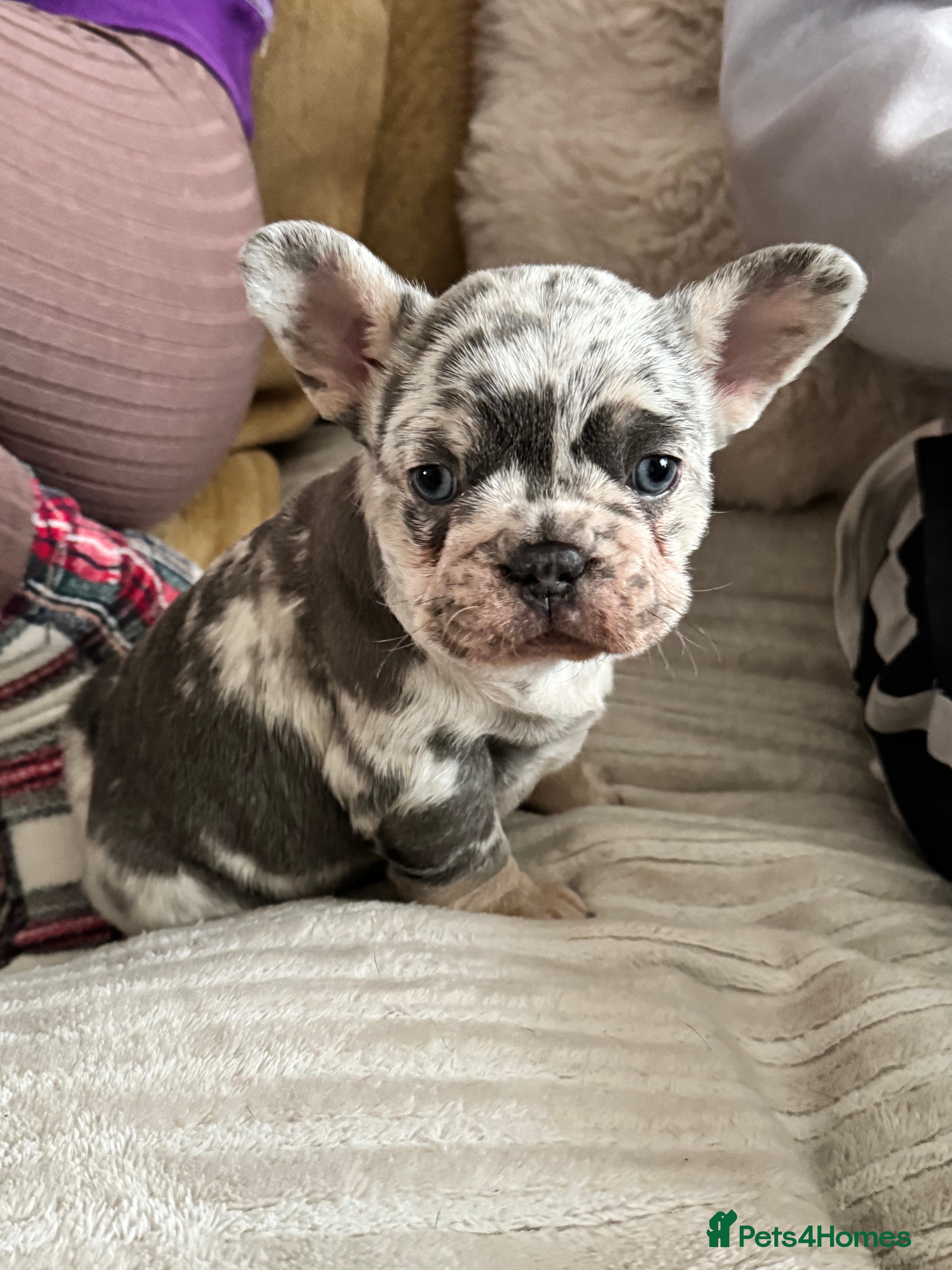 French Bulldog dogs Female Merle French bulldog  - Advert 15