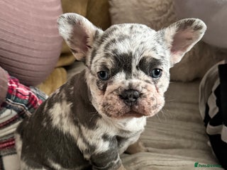 French Bulldog dogs Female Merle French bulldog - Advert 15