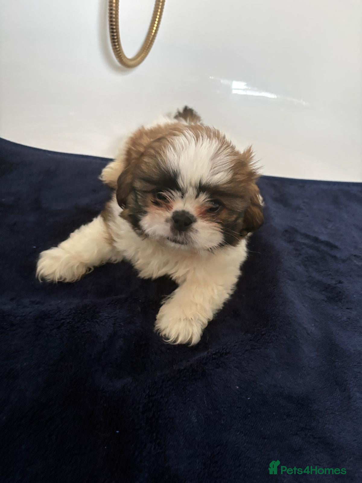 Shih Tzu dogs 3 lovely girl shih tzu puppies  - Advert 21