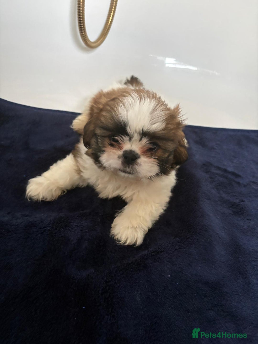 Shih Tzu dogs for sale: 3 lovely girl shih tzu puppies  - Advert 34