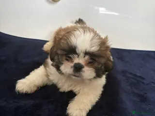 Shih Tzu dogs 3 lovely girl shih tzu puppies - Advert 20