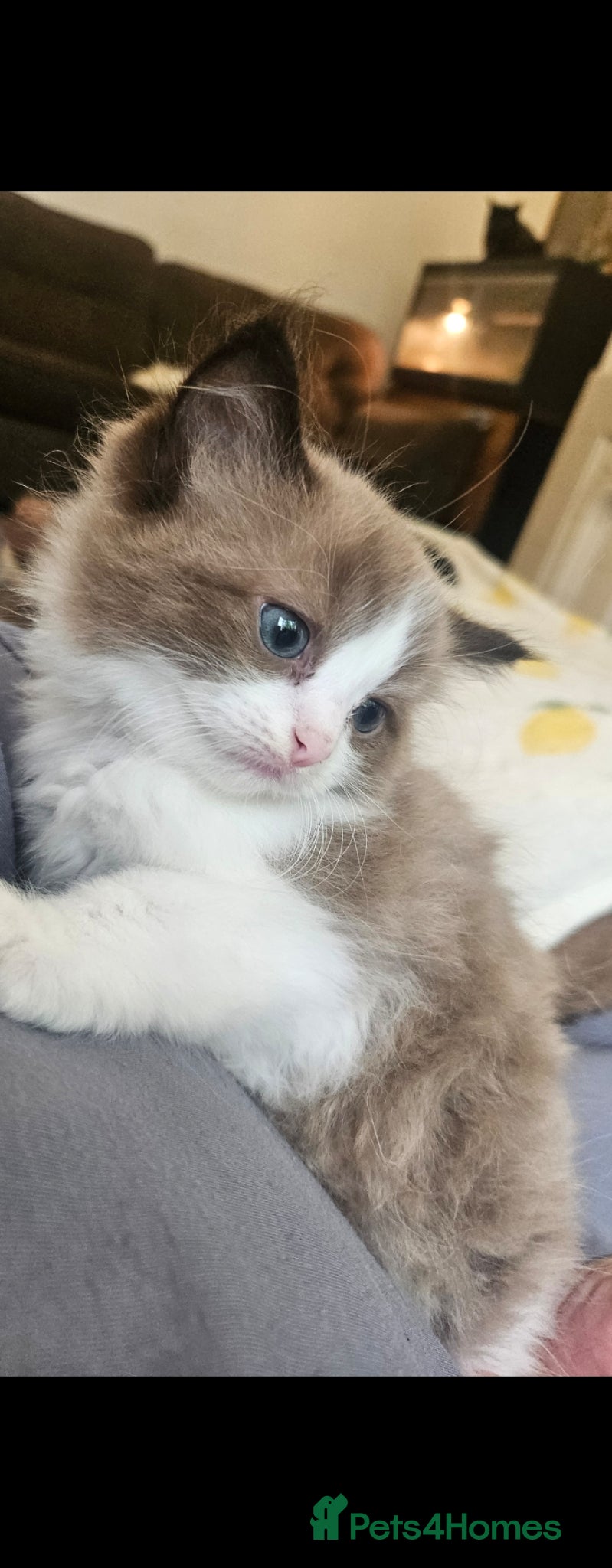 Ragdoll cats Gorgeous bicolour ragdolls  - Advert 17