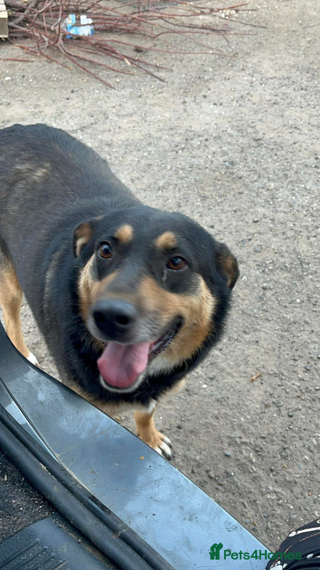 Mixed Breed dogs for adoption: Batman - Norwich Norfolk  - Advert 21