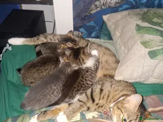 Mixed Breed cats Kittens - Advert 2