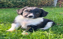 Mixed Breed dogs for sale: ⚫️ Well-natured, healthy Sprollies ⚪️ - Image 10