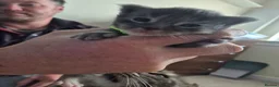 Maine Coon cats for sale: Stunning Maine Coons for sale must see 🥰 - Advert 24