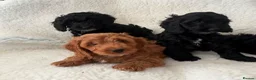 Cockapoo dogs for sale: Cockapoo puppies  - Advert 4
