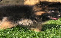 German Shepherd dogs for sale:  kc health tested long haired German shepherd pups - Image 24