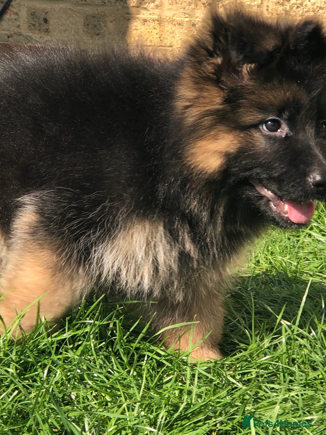 German Shepherd dogs for sale:  kc health tested long haired German shepherd pups - Image 24