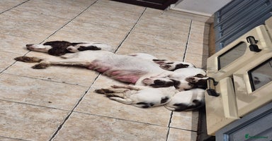 Mixed Breed dogs - Advert 4