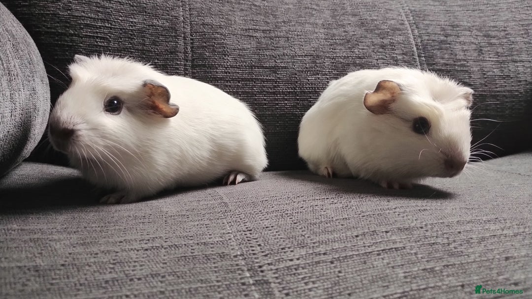 Guinea Pig rodents for sale: Pair of male guinea pigs so beautiful  - Image 10