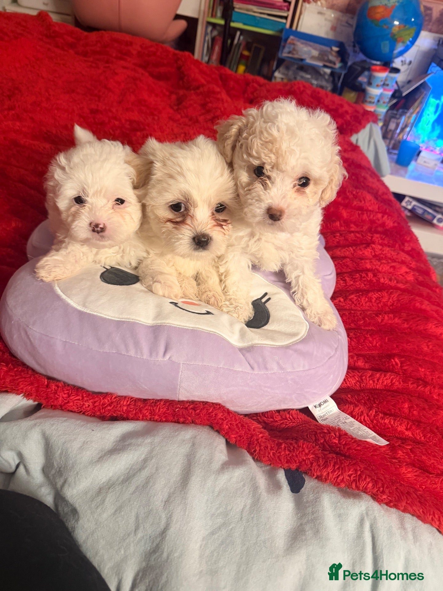 Bichon Frise dogs for sale: 3 Beautiful Bichon Frise Girls – 7 Weeks Old 🐶💕 - Advert 17