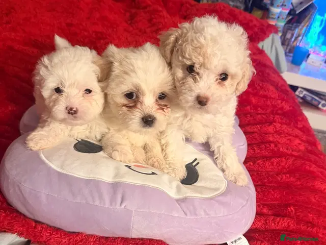 Bichon Frise dogs for sale: 3 Beautiful Bichon Frise Girls – 7 Weeks Old 🐶💕 - Advert 1