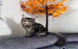 Maine Coon cats for sale: Majestic Purebred Maine Coon Kittens - TICA 🐾 - Advert 11