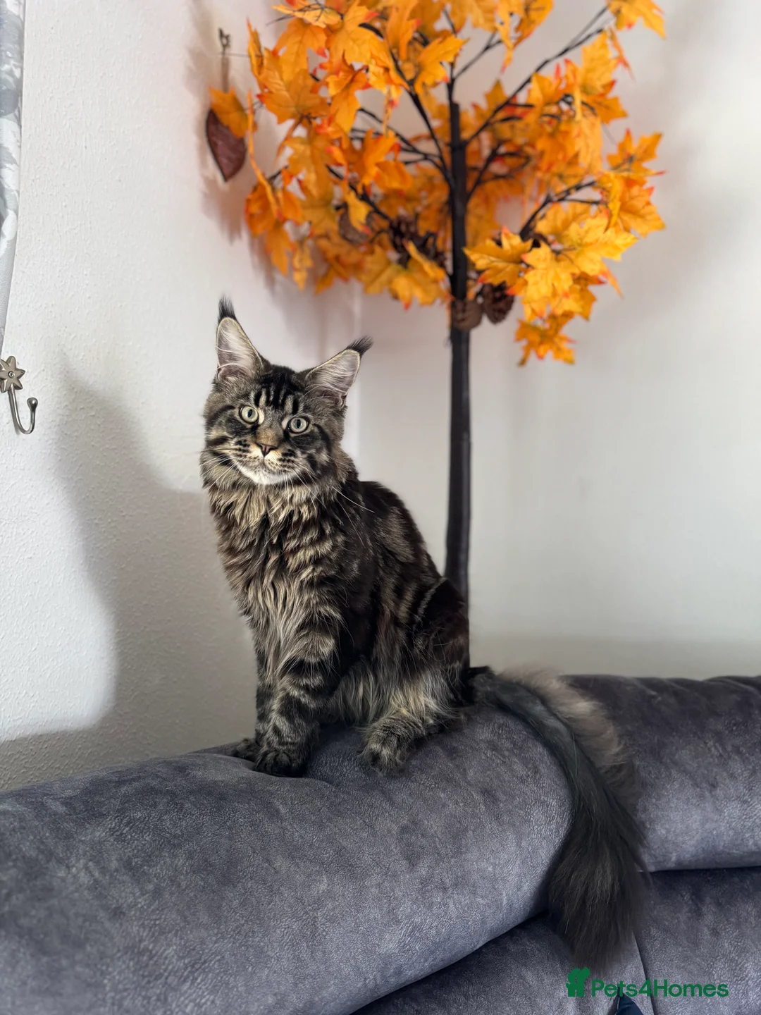 Maine Coon cats for sale: 1 left Purebred Maine Coon Kittens - TICA 🐾 - Advert 6