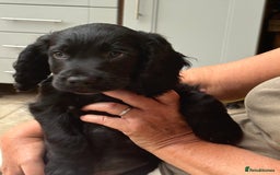 Cocker Spaniel dogs for sale: Frank - Image 3