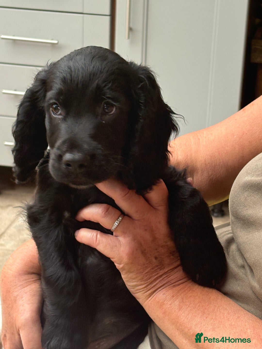 Cocker Spaniel dogs for sale: Frank - Image 3