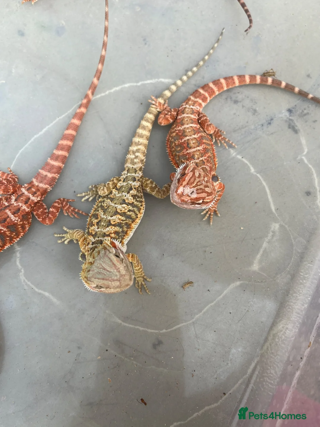 Bearded Dragon reptiles for sale: Red hypo baby bearded dragons  - Advert 17