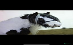 Irish Cob horses for sale: Quiet 3 year old 13hh mare  - Image 4